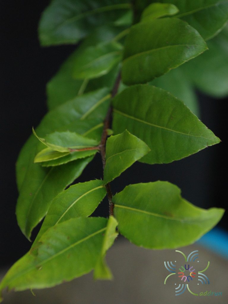 มิกกี้เม้าส์ Ochna thomasiana Engl. & Gilg.