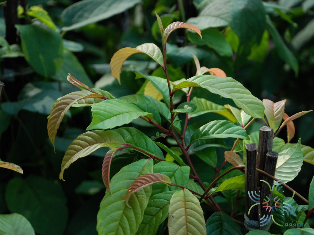 รสสุคนธ์ Tetracera loureiri (Finet & Gagnep.) Pierre ex Craib