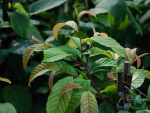 รสสุคนธ์ Tetracera loureiri (Finet & Gagnep.) Pierre ex Craib