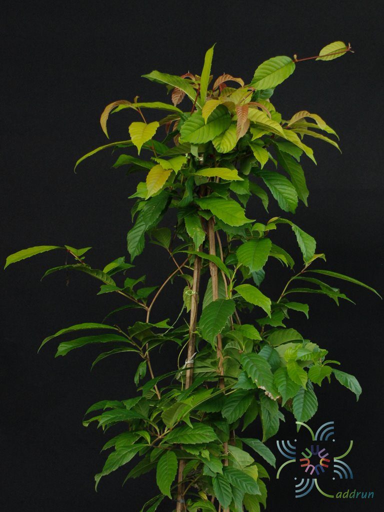 รสสุคนธ์ Tetracera loureiri (Finet & Gagnep.) Pierre ex Craib