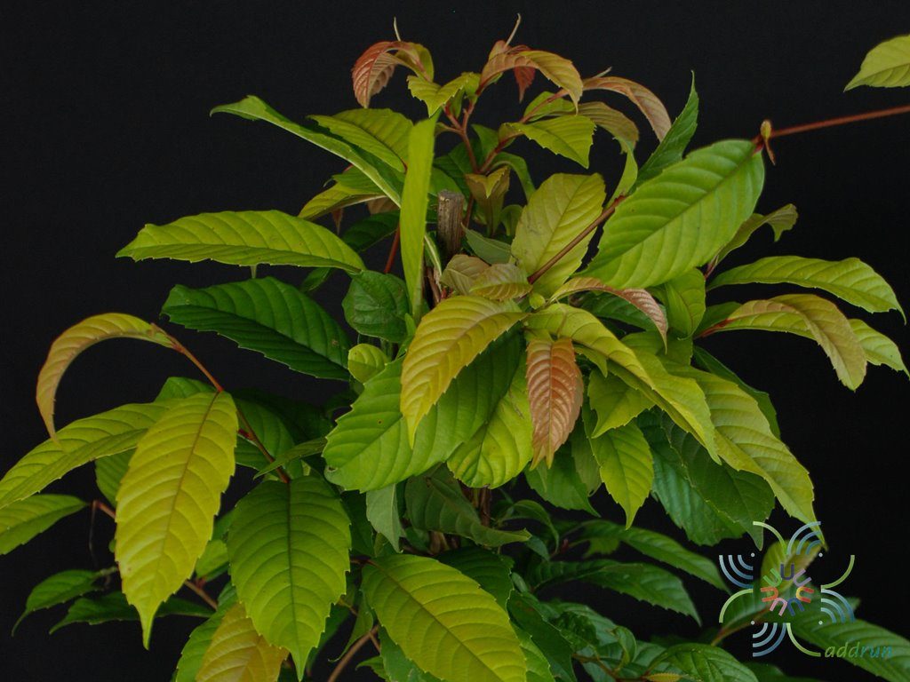 รสสุคนธ์ Tetracera loureiri (Finet & Gagnep.) Pierre ex Craib