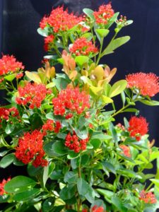 รักแรกพบ Xanthostemon chrysanthus (F.Muell.) Benth.