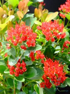 รักแรกพบ Xanthostemon chrysanthus (F.Muell.) Benth.