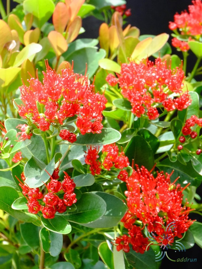รักแรกพบ Xanthostemon chrysanthus (F.Muell.) Benth.