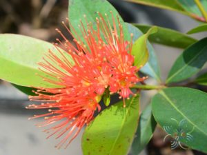 รักแรกพบ Xanthostemon chrysanthus (F.Muell.) Benth.