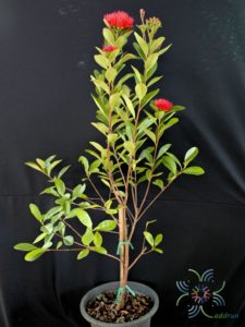 รักแรกพบ Xanthostemon chrysanthus (F.Muell.) Benth.