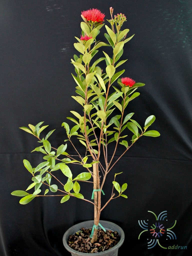 รักแรกพบ Xanthostemon chrysanthus (F.Muell.) Benth.