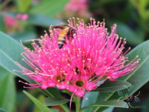 รักแรกพบ Xanthostemon chrysanthus (F.Muell.) Benth.