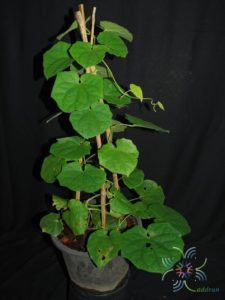 สร้อยอินทนิล Thunbergia grandiflora (Roxb. ex Rottl.) Roxb.