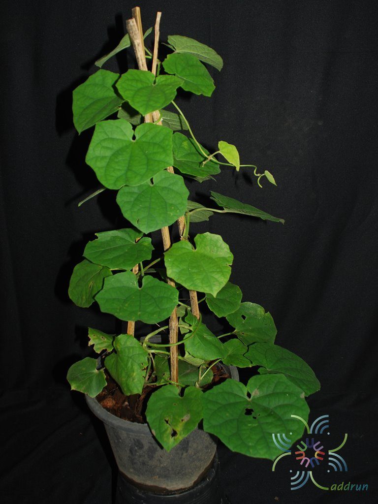 สร้อยอินทนิล Thunbergia grandiflora (Roxb. ex Rottl.) Roxb.