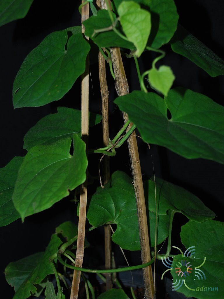 สร้อยอินทนิล Thunbergia grandiflora (Roxb. ex Rottl.) Roxb.