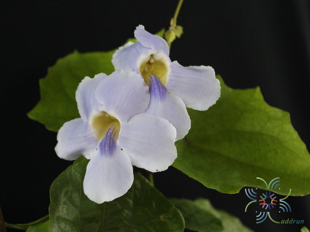 สร้อยอินทนิล Thunbergia grandiflora (Roxb. ex Rottl.) Roxb.
