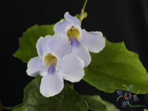 สร้อยอินทนิล Thunbergia grandiflora (Roxb. ex Rottl.) Roxb.