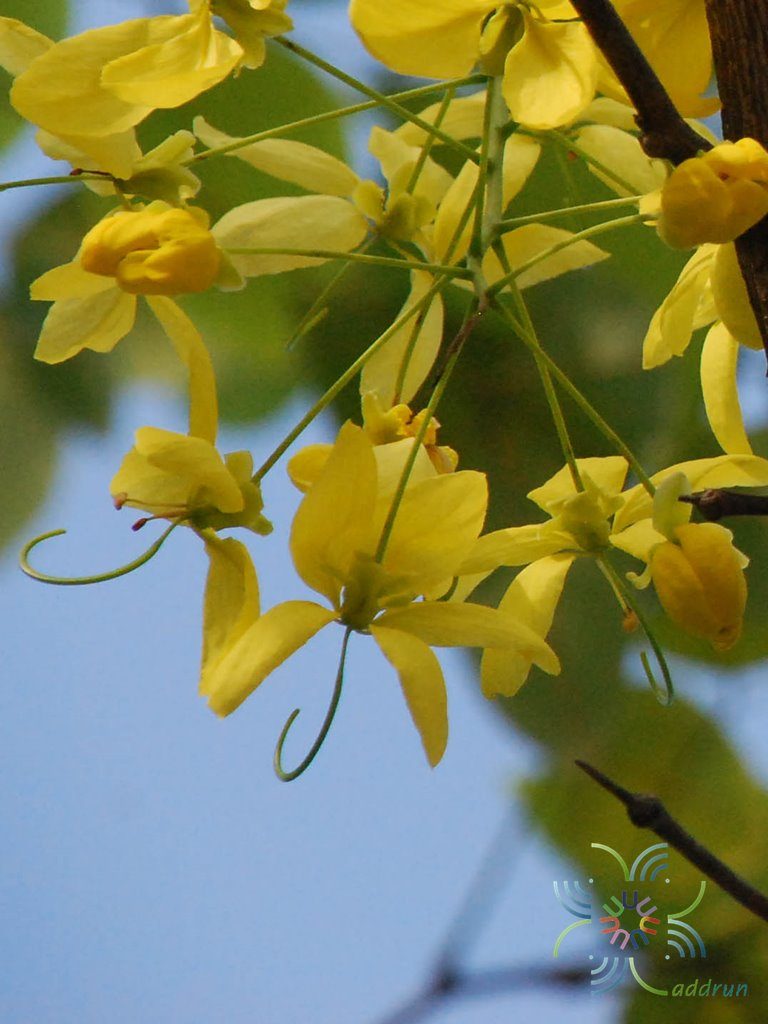 ราชพฤกษ์ (เหลือง) Cassia fistula L.