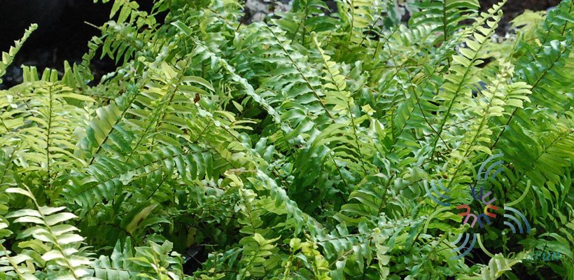 เฟินหินอ่อน Nephrolepis exaltata (L.) Schott cv. Bostoniensis Variegata