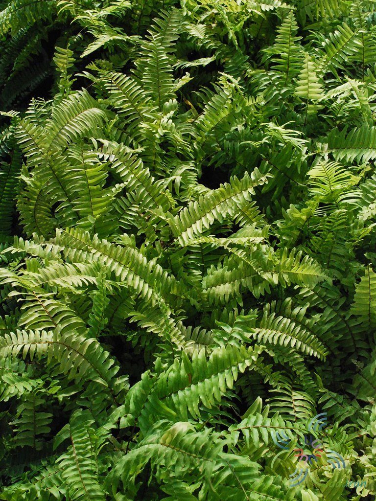 เฟินหินอ่อน Nephrolepis exaltata (L.) Schott cv. Bostoniensis Variegata