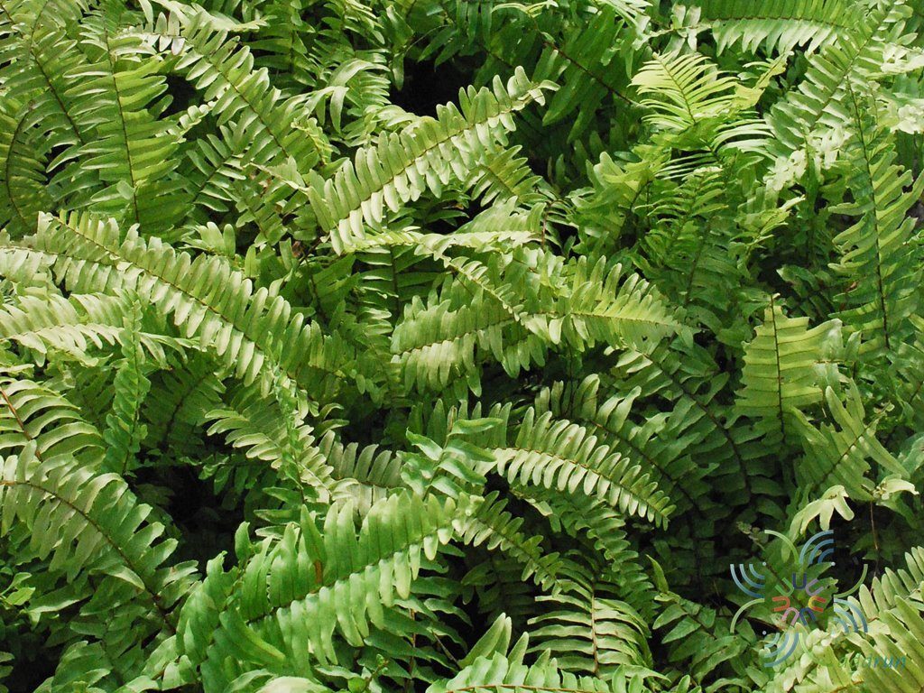 เฟินหินอ่อน Nephrolepis exaltata (L.) Schott cv. Bostoniensis Variegata