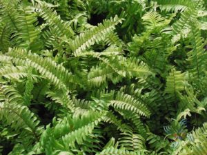 เฟินหินอ่อน Nephrolepis exaltata (L.) Schott cv. Bostoniensis Variegata