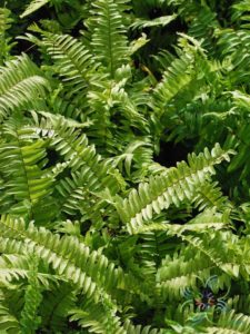 เฟินหินอ่อน Nephrolepis exaltata (L.) Schott cv. Bostoniensis Variegata