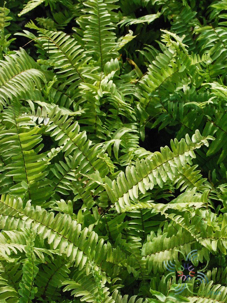 เฟินหินอ่อน Nephrolepis exaltata (L.) Schott cv. Bostoniensis Variegata