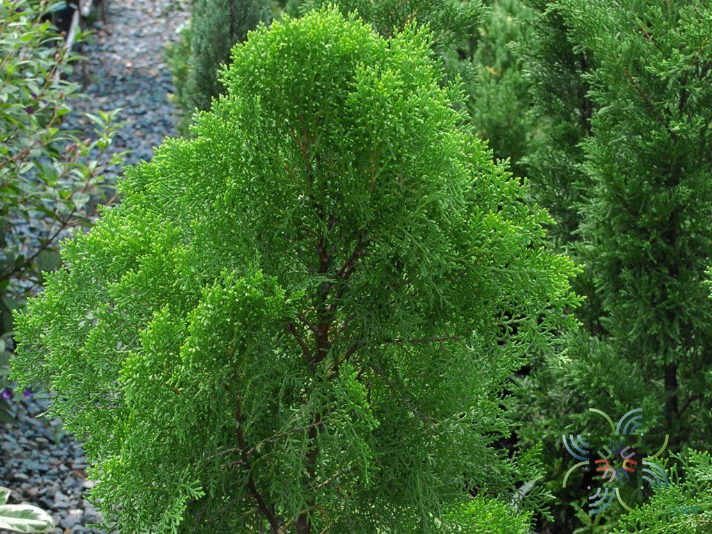 สนแผง Platycladus orientalis