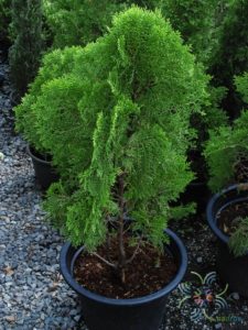 สนแผง Platycladus orientalis