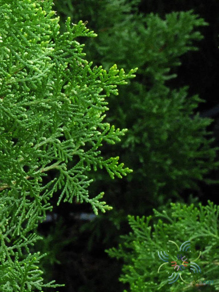 สนแผง Platycladus orientalis