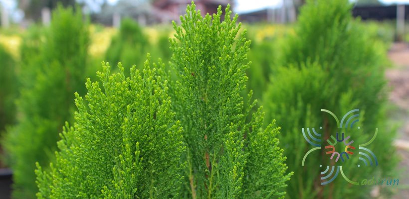 สนแผง Platycladus orientalis
