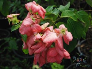 ดอนญ่าควีนสิริกิติ์ Mussaenda ‘Queen Sirikit’