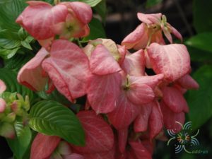 ดอนญ่าควีนสิริกิติ์ Mussaenda ‘Queen Sirikit’