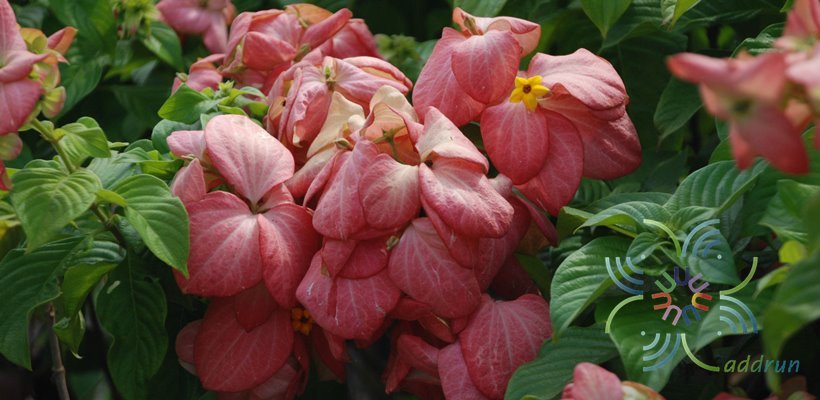 ดอนญ่าควีนสิริกิติ์ Mussaenda ‘Queen Sirikit’