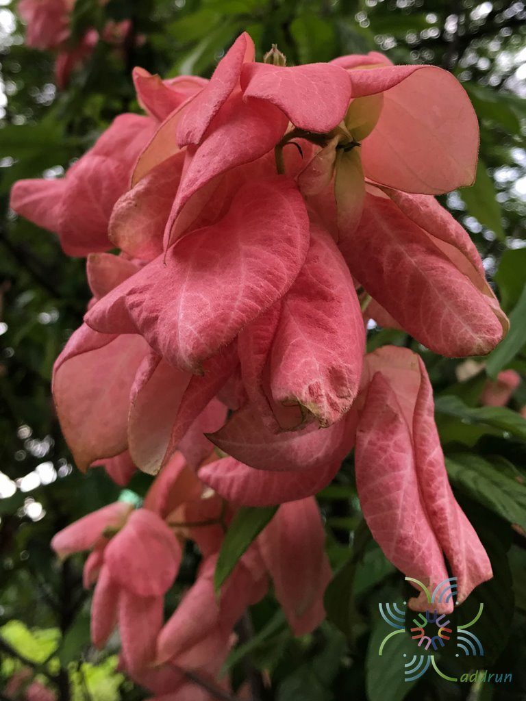 ดอนญ่าควีนสิริกิติ์ Mussaenda ‘Queen Sirikit’
