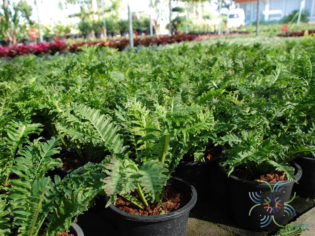 ทรีเฟินกูด Blechnum gibbum (Labill.) Mett.