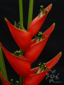 บันไดสวรรค์ Heliconia caribaea Lam.