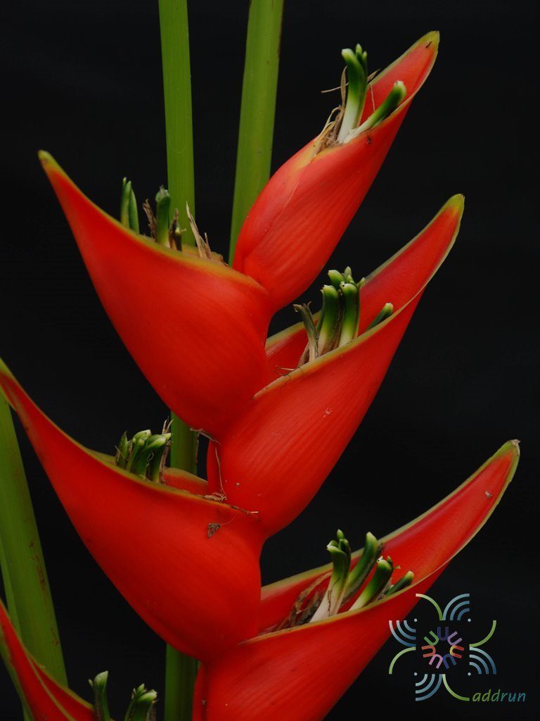บันไดสวรรค์ Heliconia caribaea Lam.