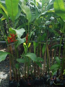 บันไดสวรรค์ Heliconia caribaea Lam.