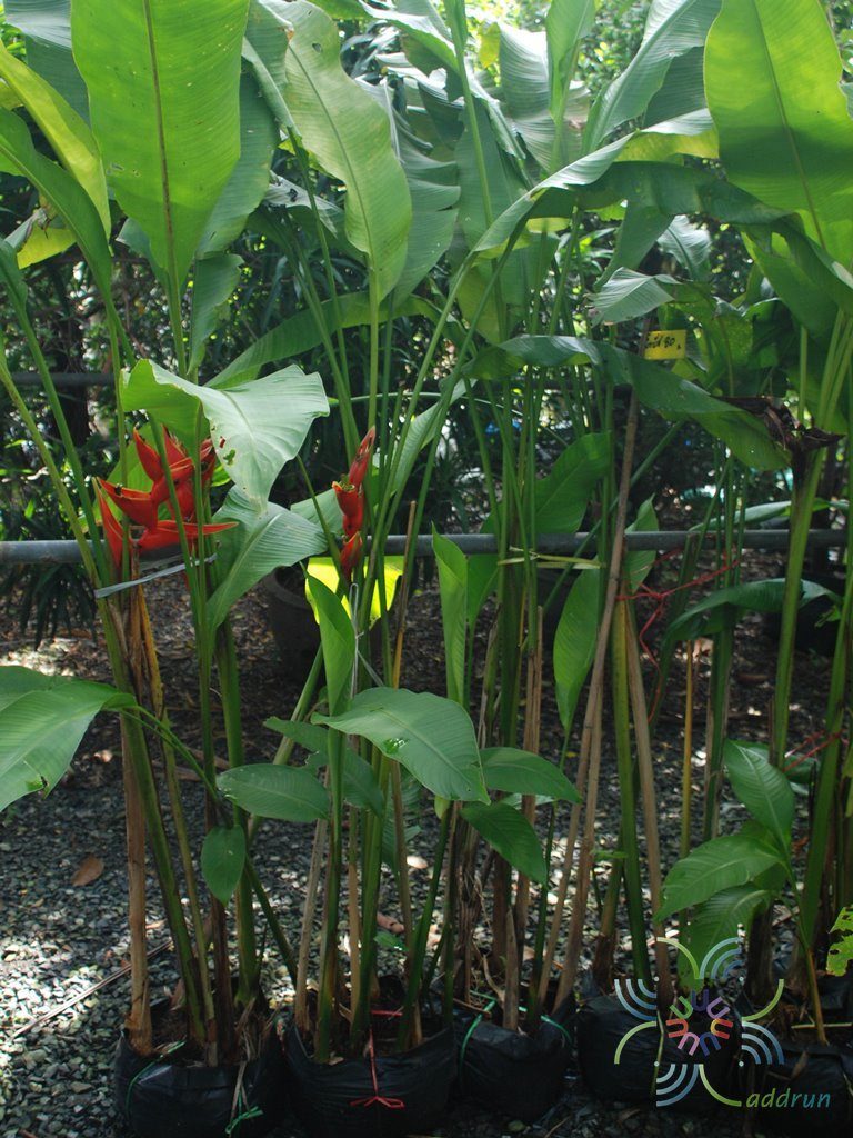 บันไดสวรรค์ Heliconia caribaea Lam.