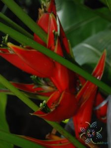 บันไดสวรรค์ Heliconia caribaea Lam.