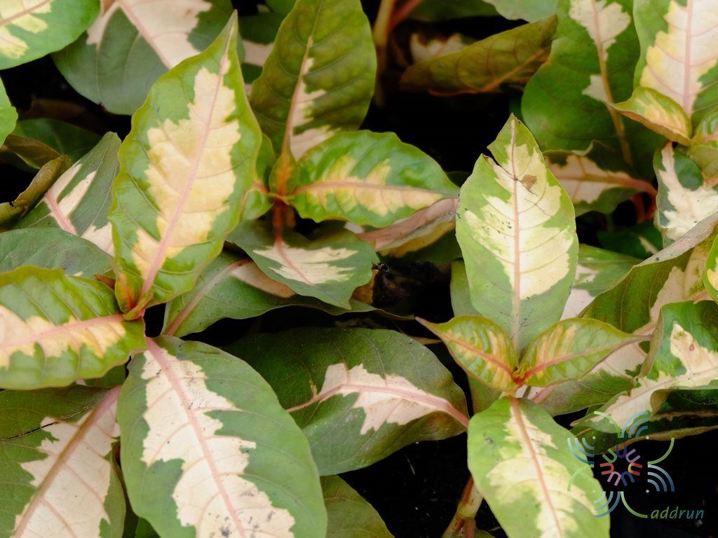 ใบนาค Graptophyllum pictum (L.) Griff.
