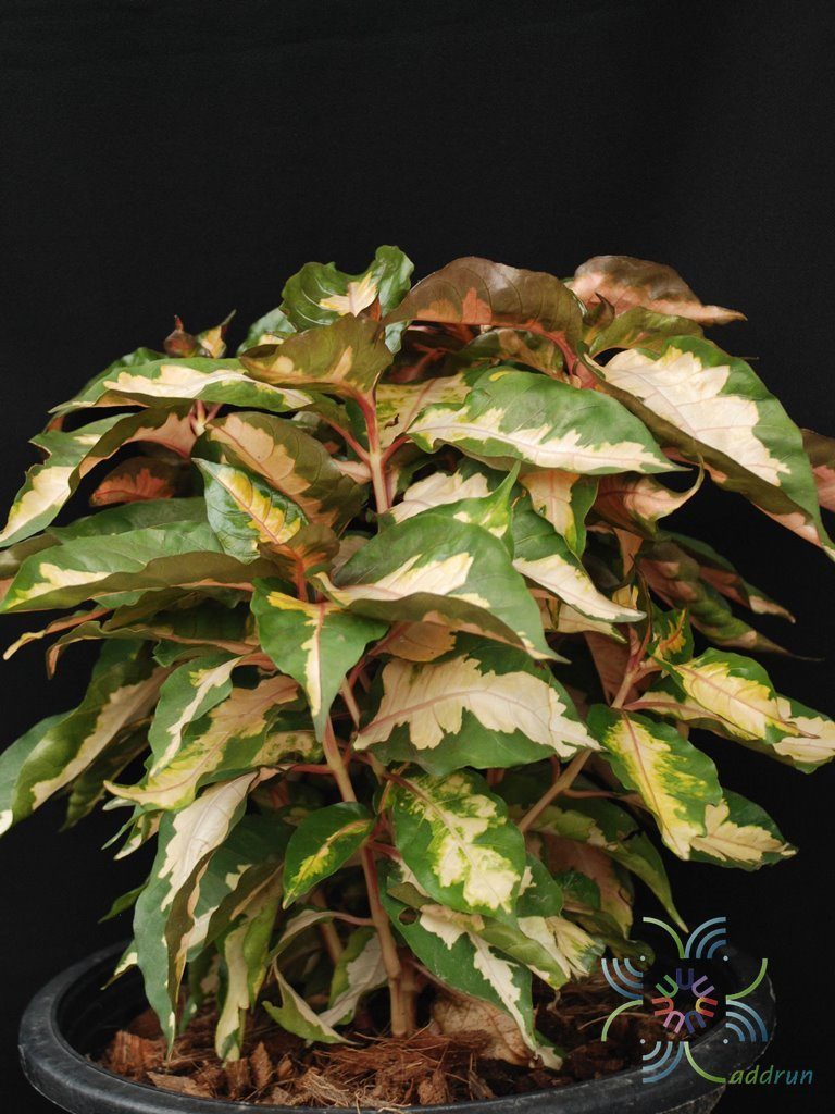 ใบนาค Graptophyllum pictum (L.) Griff.