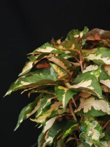 ใบนาค Graptophyllum pictum (L.) Griff.