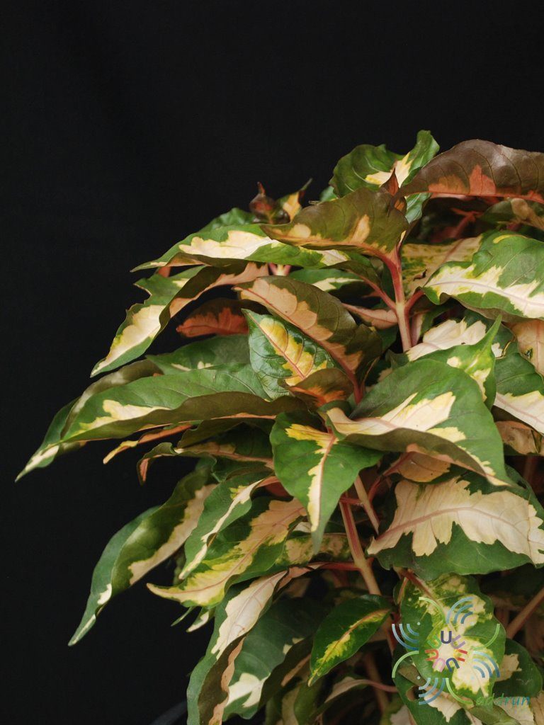 ใบนาค Graptophyllum pictum (L.) Griff.