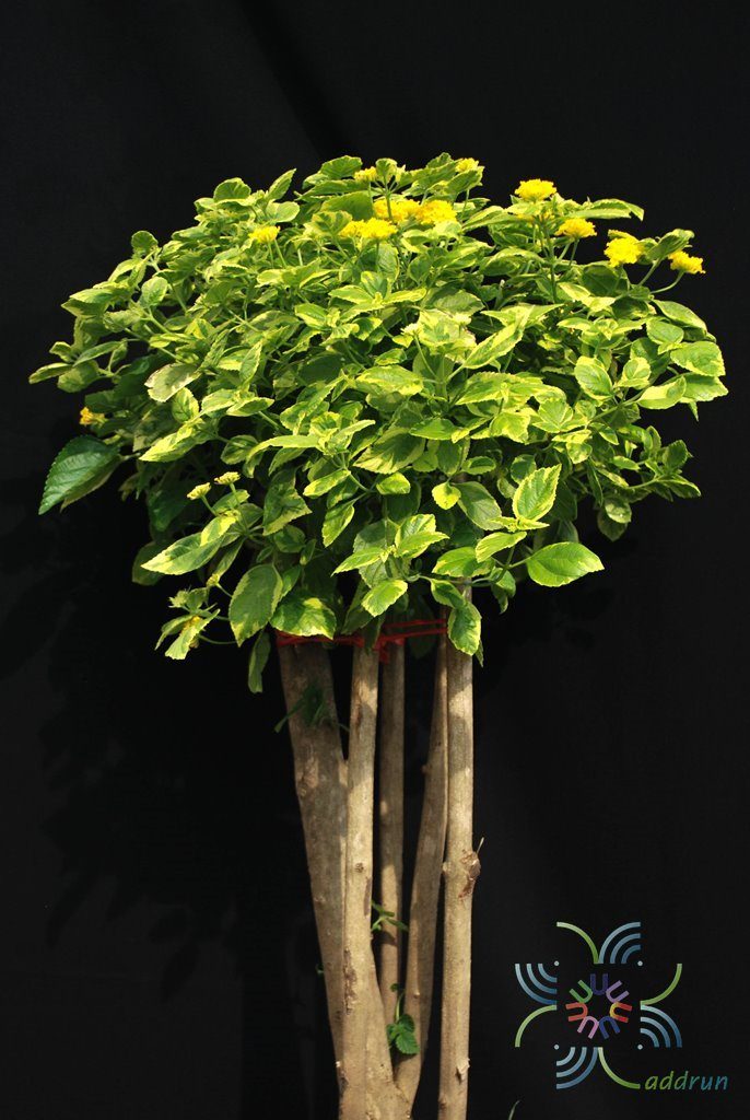 ผกากรองด่าง Lantana camara L.
