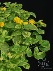 ผกากรองด่าง Lantana camara L.