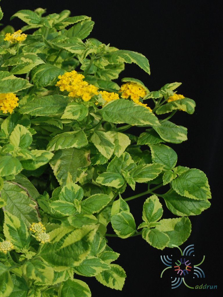 ผกากรองด่าง Lantana camara L.