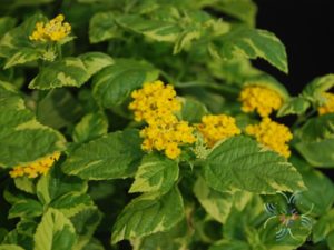ผกากรองด่าง Lantana camara L.