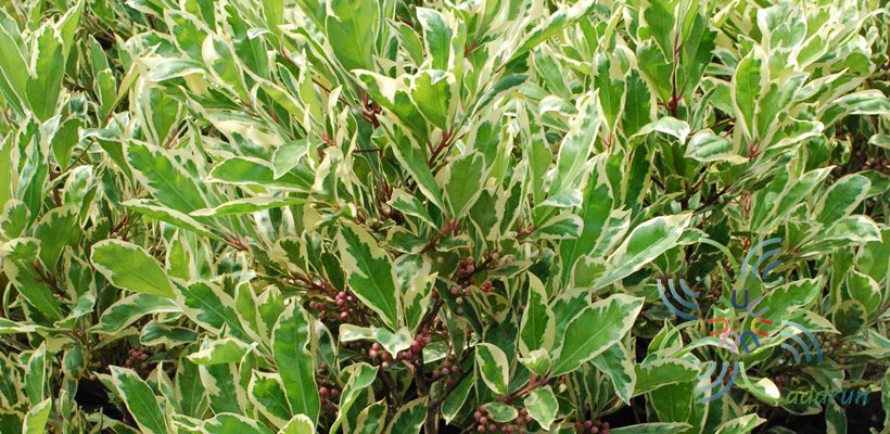 พิลังกาสาด่าง Ardisia sp.