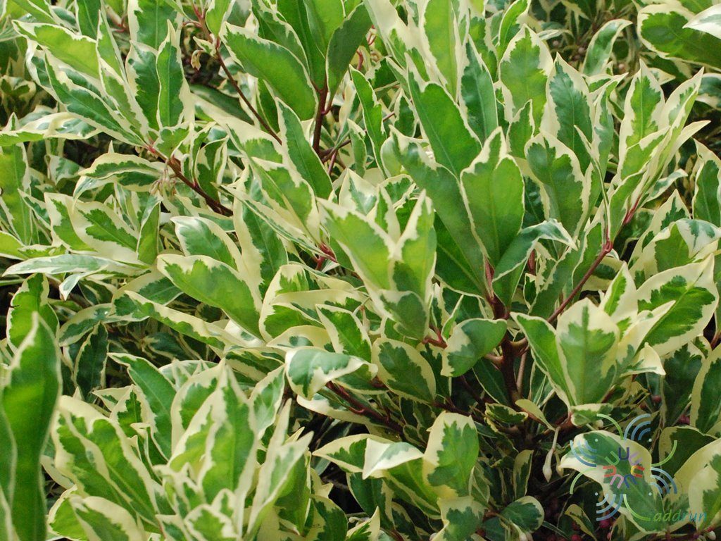 พิลังกาสาด่าง Ardisia sp.