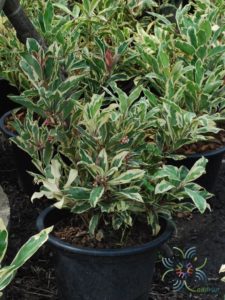 พิลังกาสาด่าง Ardisia sp.