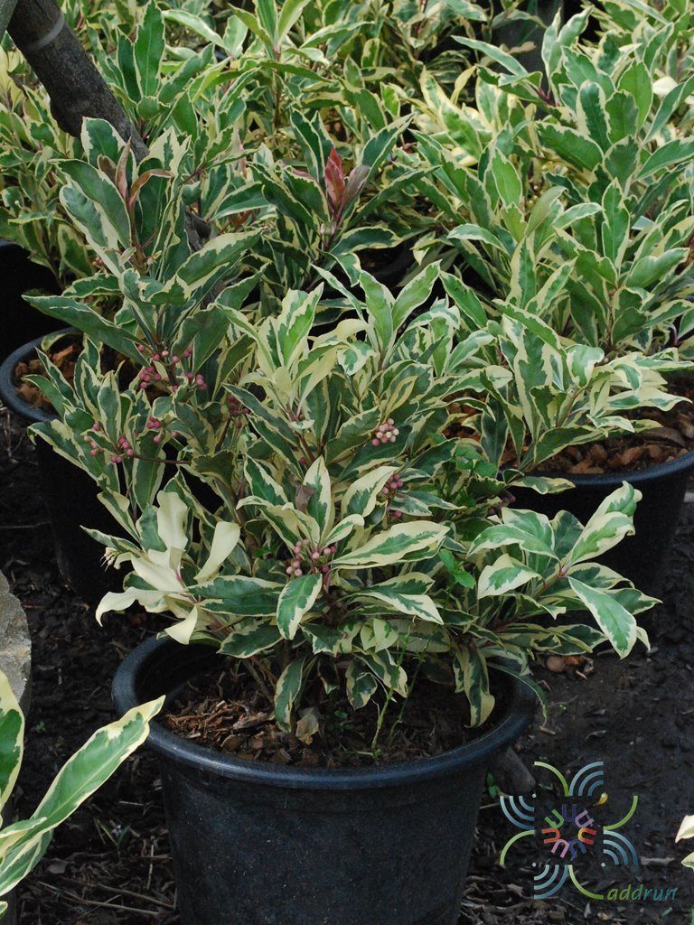 พิลังกาสาด่าง Ardisia sp.